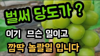 샤인머스켓 수확준비중 입니다~마지막 당도만 남았는데~~결과가 대한하네요  #샤인머스켓재배기술 #시설비가림비닐…