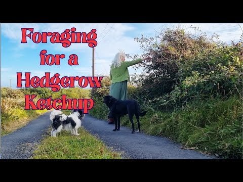 Foraging for a Hedgerow Ketchup