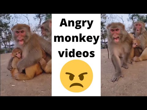 Angry monkey Reactions -  funny monkey videos compilation - ANIMALS SPACE