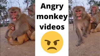 Angry monkey Reactions -  funny monkey videos compilation - ANIMALS SPACE