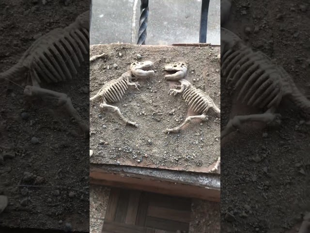 Vídeo relacionado con VOANZO Estatua de dinosaurio fósil de resina, modelo de esqueleto simulado, decoración de manualidades