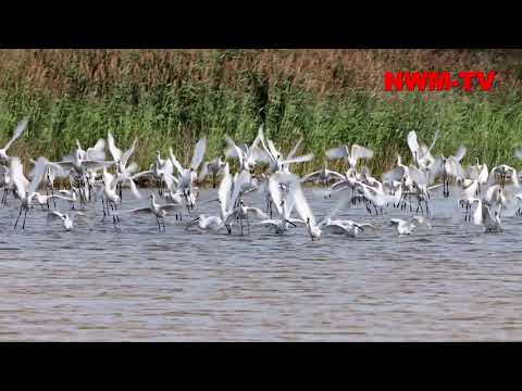 2020 09 08 14645 Pilsum Paradies fuer Zugvoegel Youtube NWM TV