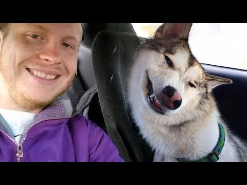 When You Need a Cool Husky But Get a Drama Queen 🤣 Funny Dog Videos 2025