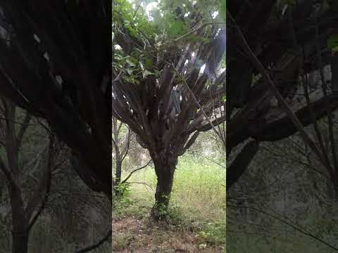 mostrando esse lindo quintal em . Angical zona rural de Massapê Piauí.