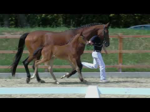 Hf v Diamant de Plaisir x Landlord x Modesto 2019