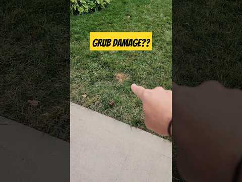 Is it grub damage or fungus? Here's how to tell. #lawncare #lawnlife #grubs #deadgrass #lawn
