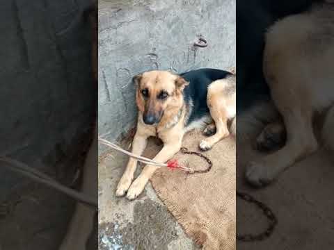 German shepherd bitch