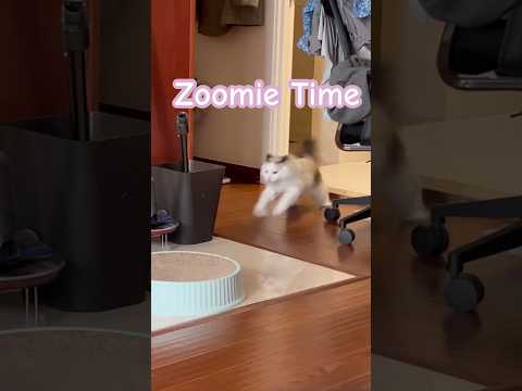 DramaCat — Is this normal for Ragdolls?! #catshorts #crazy #zoomies #ragdoll #funny