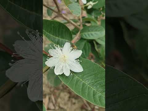 Guava flower🤍🤍🤍#naturelovers #morningvibes #flowers#viralvideo #manipur
