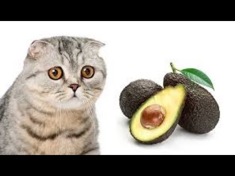 can cats eat avocado - YouTube