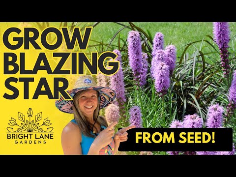 How to Plant Blazing Star (Liatris spicata) From Seed | Native Wildflower Seed Starting Guide