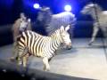 Zebras