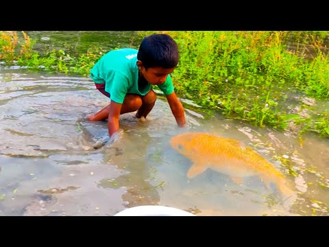 amazing hand fishing videos  - Smart boy catching carp fish by hand from mud water part - 184