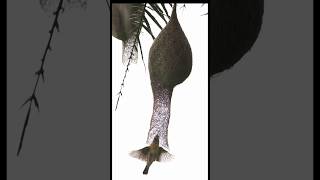 Download lagu Baya Weaver Bird Nest Building: A Stunning Display of Nature’s Engineering and Artistry mp3