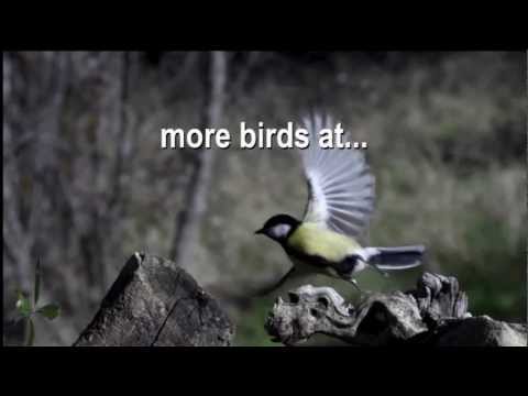 Pajaros a camara lenta