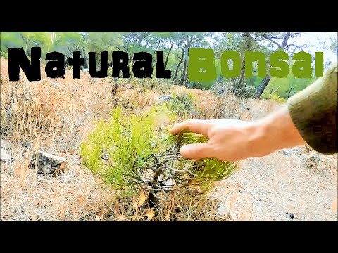 Pine Tree Yamadori Hunting - 50 Minutes of Bonsai Inspiration From Nature