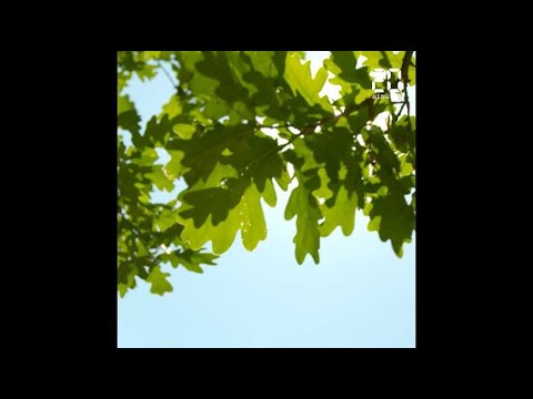 C'est quoi au fait la canicule ?