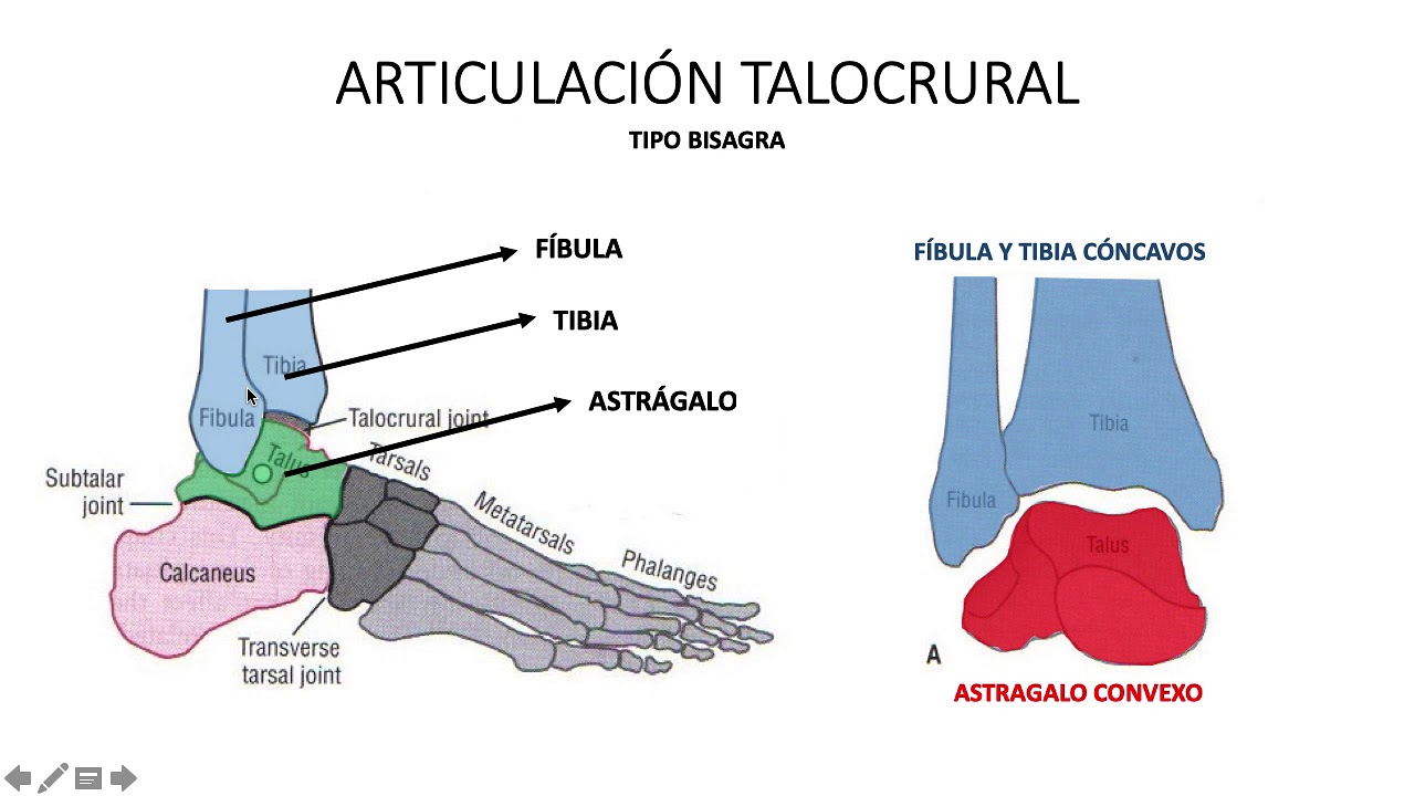 Biomecánica y Función del complejo articular de Tobillo
