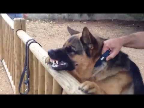 Pastore Tedesco Davvero Incazzato...