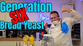 Can bread yeast get to 16% alcohol in home brew?