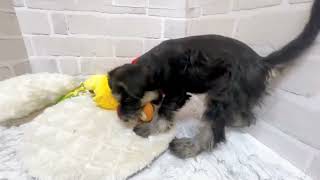 ミニチュアシュナウザーの動画01