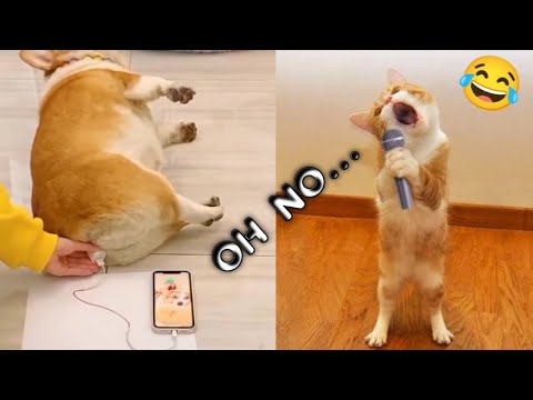 Funny Cat And Dog Videos Part 10 🤣😂 Funny Animal Video 2022