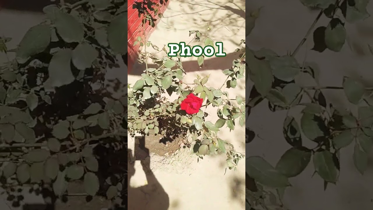 gulab ka phool#youtube #youtubepakistan #phool #flowers #khushboo