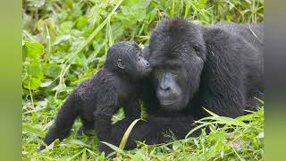 Alyssa Milano | No secret (lyrics)