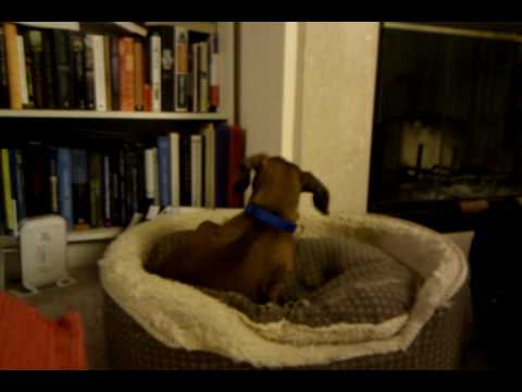 Dog entertaining himself