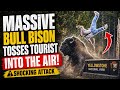 Massive Bull Bison Launches Yellowstone Tourist Into The Air During Shocking Attack