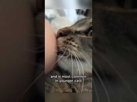THIS is why cats bite their owners