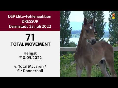KN 71: Hengstfohlen v. Total McLaren/Sir Donnerhall