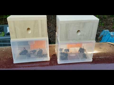 Do Carpenter Bee Traps Really Work