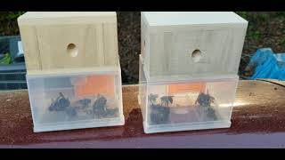 Do carpenter bee traps really work🤔