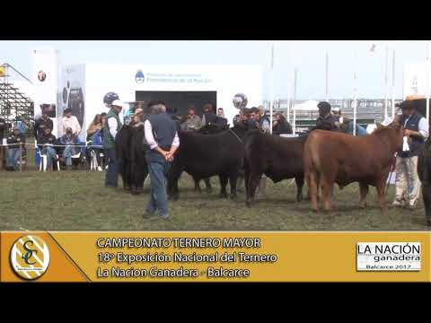 21-09-17 Campeon Ternero Mayor - La Nacion Ganadera - Balcarce.