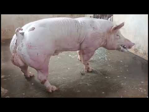 Verraco Pietrain Belga Codigo N°SPB007