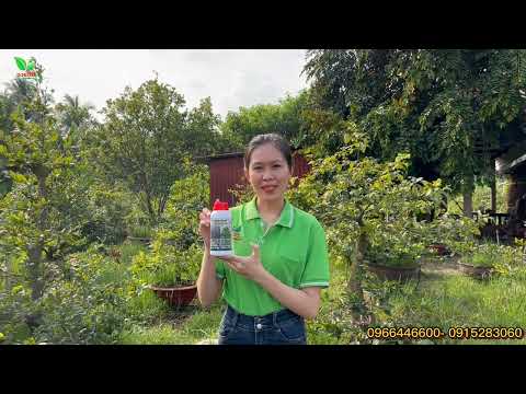 BÍ QUYẾT PHỤC HỒI VÀ CHĂM SÓC MAI SUY - MAX ROOT