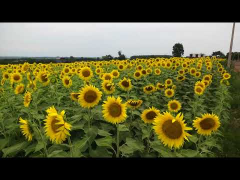 Paraguay - Wunderschöne Sonnenblumen & weite Landschaft - Itapua, Hohenau/Obligado 01.12.2025