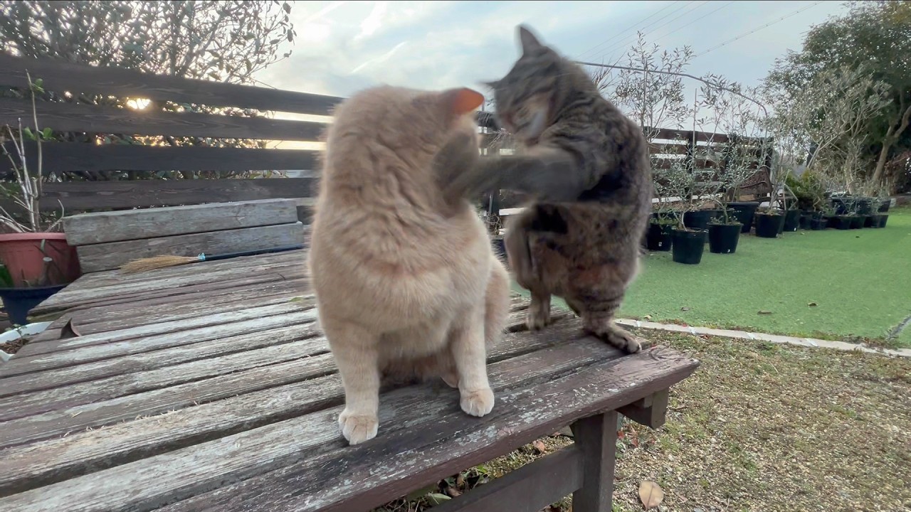 遊んで欲しさに左フックをくらわす猫