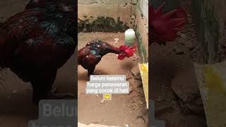 Download lagu Ayam pelung asli cianjur ..minat DM atau Wa 088808753720 mp3