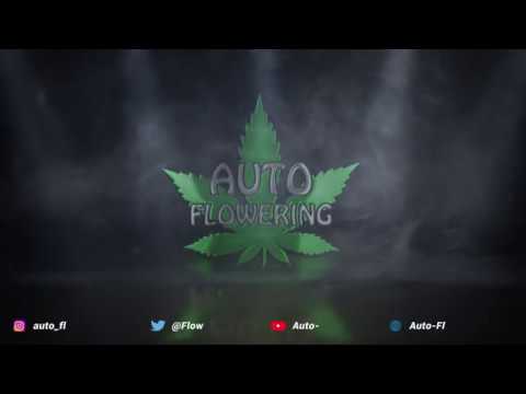 3x3 Auto Flower Grow - Week 8 Grow 1