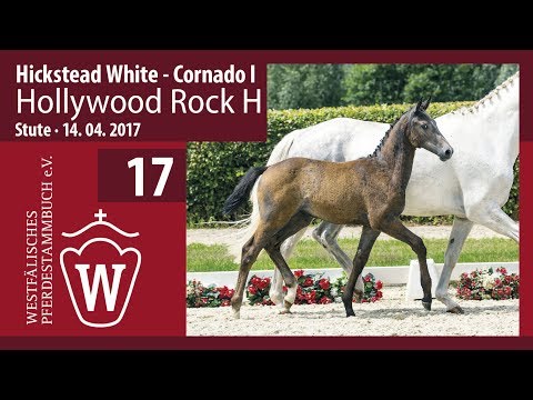 17 Hollywood Rock H  Stute v. Hickstead White - Cornado I