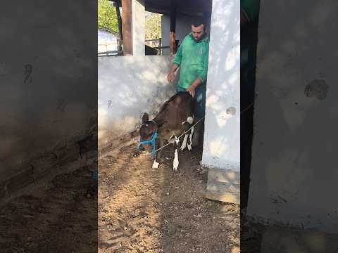 4 BEZERRA DE INSEMINAÇÃO EM BOA VISTA NA PARAÍBA FAZENDA TEIMOSA