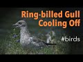 Ring Billed Gull Larus Delawarensis Cooling Off