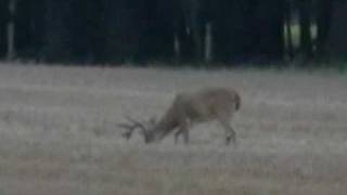 preview picture of video 'Boneyard Outfitters - Southern Illinois Whitetail Buck one'
