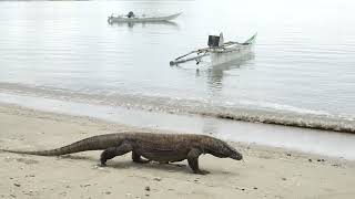 Download lagu Sudamala Resort, Komodo mp3 Download lagu Sudamala Resort, Komodo mp3