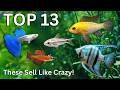 Fish You Can Breed for Profit (That Actually Sell)