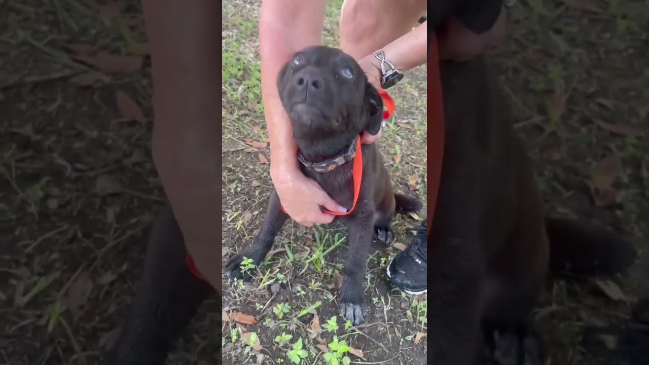 Enlarge Finn, a Adopted mixed breed in Houston, TX video 2/2