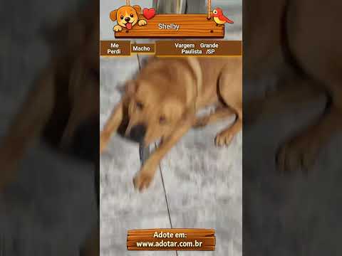 Vídeo de Shelby