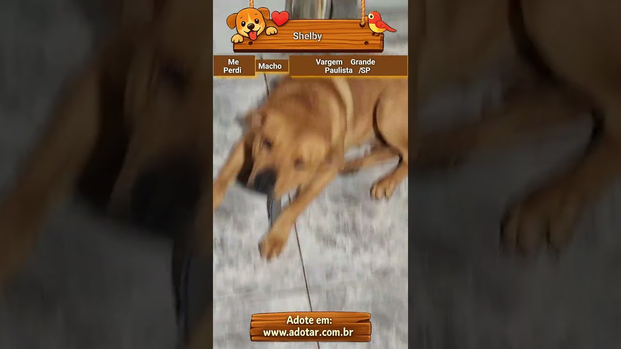 Cachorro raça SRD-ViraLata idade 5 anos nome Shelby